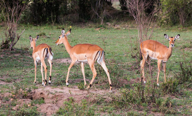 Naklejka na ściany i meble Antelopes in wild nature - Masai Mara, Kenya