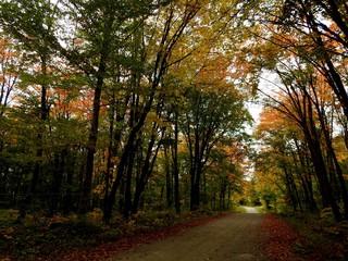 Naklejka premium The road to the resort in autumn