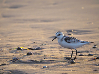 sanderling calidris alba