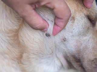  Tick sucks blood in dogs.