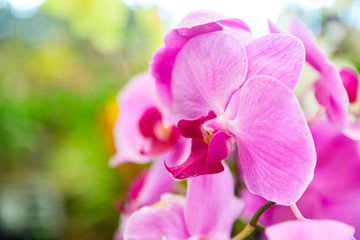 ink Phalaenopsis or Moth dendrobium Orchid flower in winter or spring day tropical garden Floral...