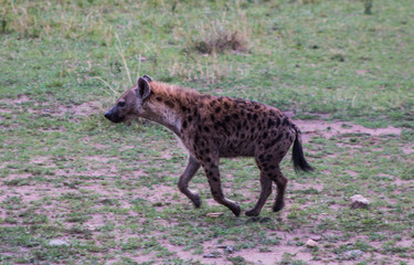 Naklejka na ściany i meble Wild hyena in Masai Mara, Kenya