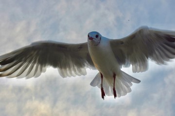 seagull in flight