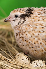 Cute young quail