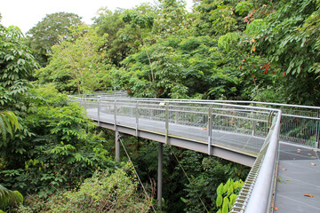 Fototapeta premium forest walk in the hill park in singapore 