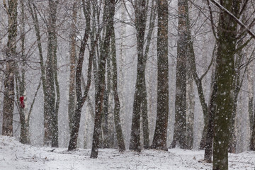 It's snowing in the forest in winter 