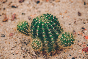 Cactus