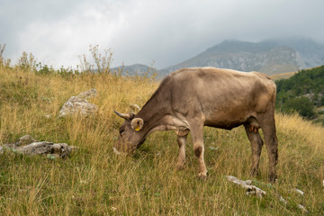 Kuh auf der Alpweide im Herbst
