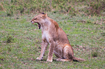 Wild lion in nature - Masai Mara, Kenya