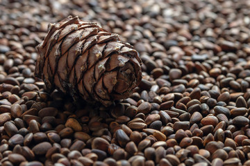 Cedar cone on the scattering of cedar nuts. Natural background with copy space.