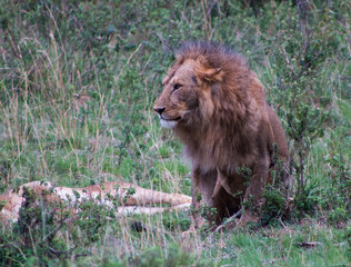 Wild lion in nature - Masai Mara, Kenya