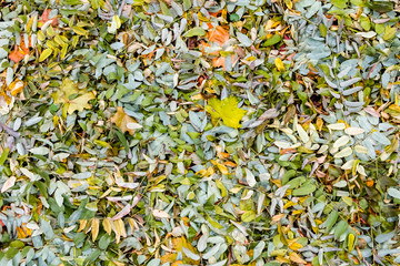 Autumn background, texture of fallen colorful leaves.