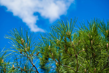 Pine leaves with Clouds blue sky background