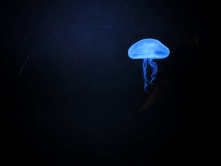 Jellyfish in the dark light of an aquarium.