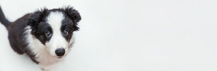 Funny studio portrait of cute smilling puppy dog border collie isolated on white background. New lovely member of family little dog gazing and waiting for reward. Pet care and animals concept. Banner © Юлия Завалишина