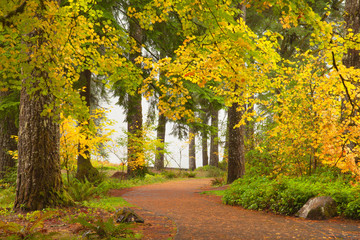 Fall colors along the trail during autumn in Silver Falls State Park in Oregon