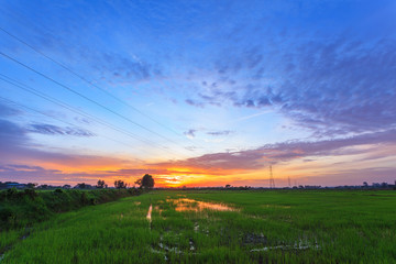 Fototapeta premium Beautiful landscape of tropical green rice paddy farm at morning sunrise