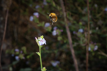 Bee landing flower