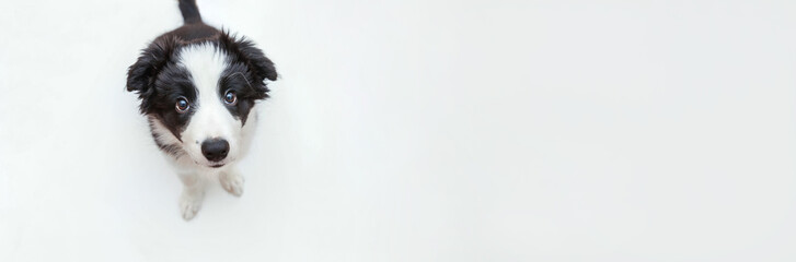 Funny studio portrait of cute smilling puppy dog border collie isolated on white background. New lovely member of family little dog gazing and waiting for reward. Pet care and animals concept. Banner © Юлия Завалишина