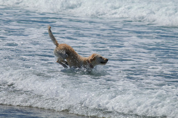 A white labradoodle frolics in the Pacific Ocean on the Oregon coast.