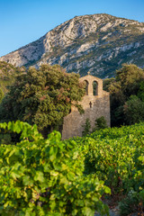 Fototapeta premium vineyards in the wine region Languedoc-Roussillon, Roussillon, France