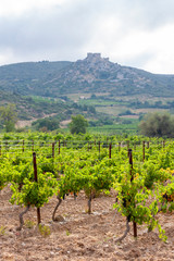 Fototapeta na wymiar vineyards in the wine region Languedoc-Roussillon, Roussillon, France