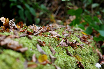 fallen colorful maple leaves on a tree trunk in the autumn forest