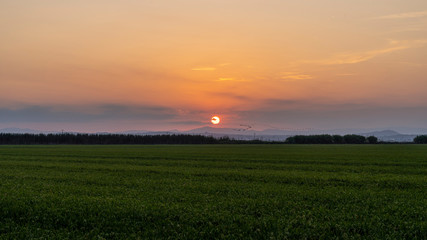 Sunset in a rice field of the "Albufera of Valencia".