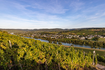 Fototapeta na wymiar Panoramablick auf das Moseltal mit dem Weinort Brauneberg im Hintergrund an einem sonnigen Herbsttag kurz vor Sonnenuntergang