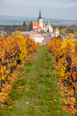 Vineyard in autumn near Pulkau, Lower Austria, Austria