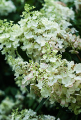 Bushes of a white cone-shaped hydrangea in a city garden.