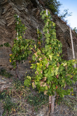 Fototapeta na wymiar Rebstock mit reifen Riesling Trauben in einem Weinberg bei Brauneberg an der Mosel