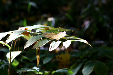 Obraz premium a ray of sunlight lit up a patch of forest with fallen yellow leaves on the green grass