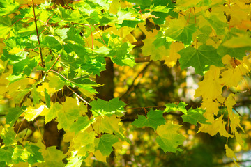 autumn yellow and green maple leaves in the sun