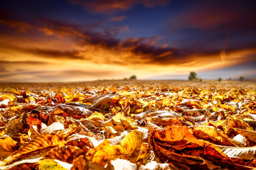 Autumn leaves of free space for your decoration and mood sky 