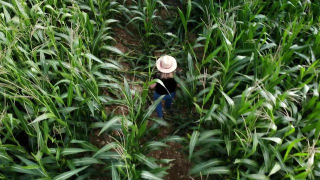 une personne avec un chapeau de paille qui marche au milieu d'un champs de ma&iuml;s