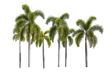 group of palm trees on white background