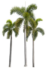 group of three palms on white background