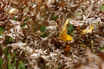texture of dried fern in late autumn