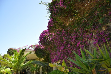 flowers in the garden