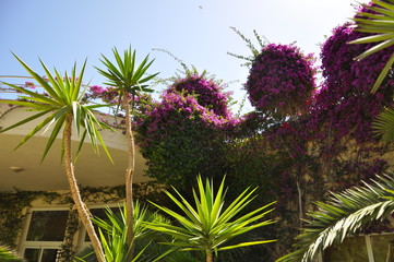 flowers in the garden