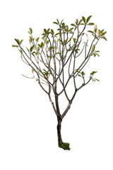 Obraz premium Plumeria Tree isolate image