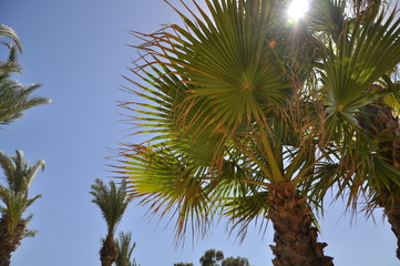 palm and blue sky