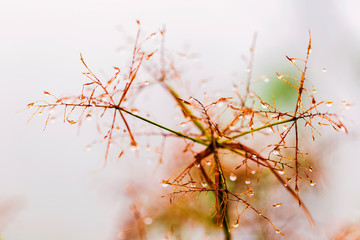 Close up of water droplet on grasses in the morning.