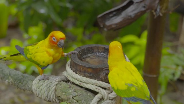 A daylight closeup shot of a pair of sun parakeets standing on a thick green rope while drinking water in a cut bamboo stem.