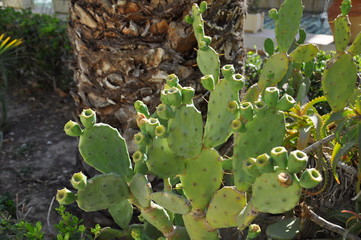 prickly pear