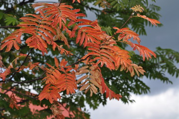 autumn leaves