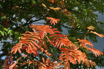 autumn leaves