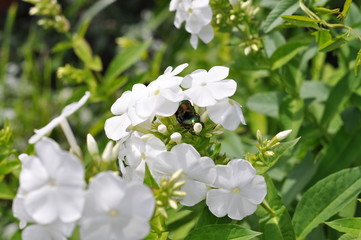 white flowers