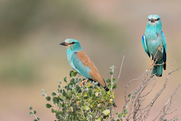 European Roller, Coracias garrulus